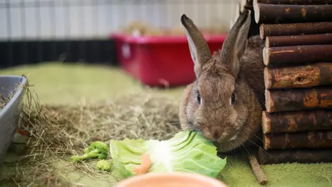 Jan, the brown rabbit eating some cabbage